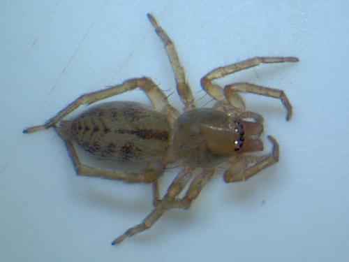 Réf. 43 848 : Clubiona comta