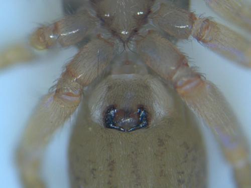 Réf. 43 849 : Clubiona comta