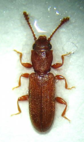Silvanus unidentatus