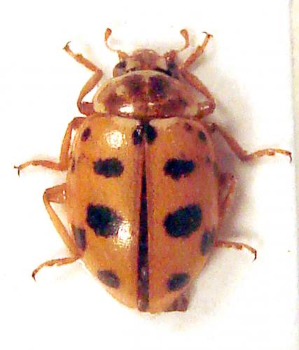 Réf. 43 777 : Hippodamia variegata
