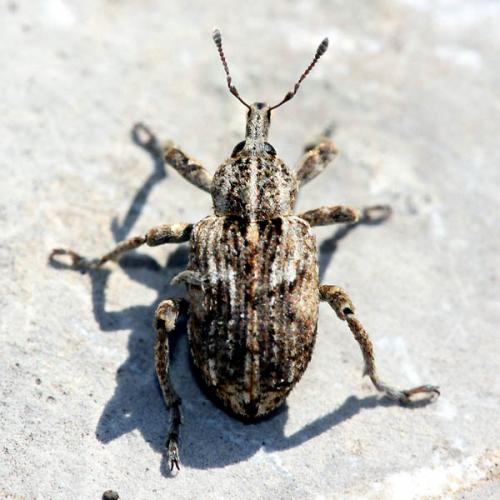 Réf. 43 984 : Brachypera dauci