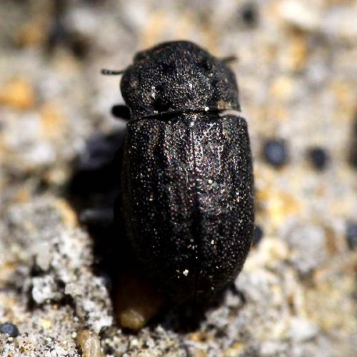 Melanimon tibiale
