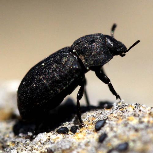 Melanimon tibiale