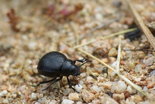 Réf. 43 805 : Pimelia sp.