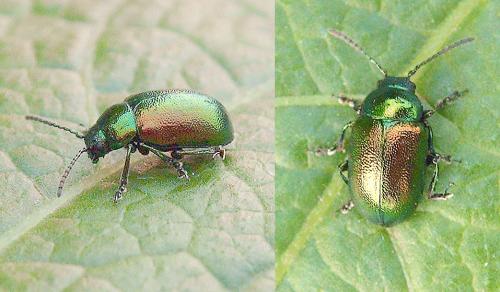 Gastrophysa viridula