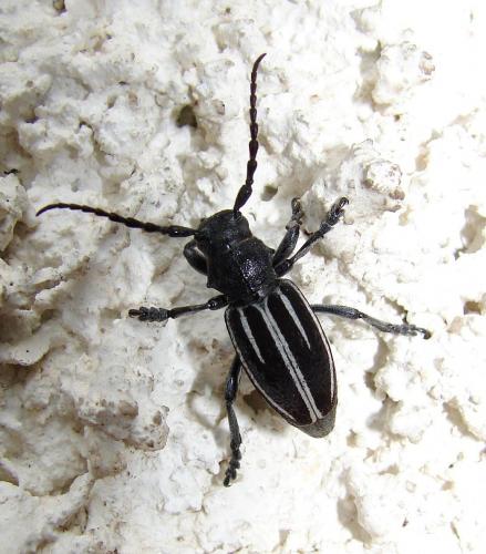 Réf. 43 739 : Iberodorcadion fuliginator