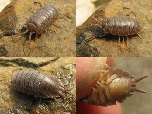 Réf. 43 666 : Porcellio laevis