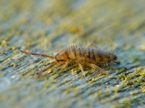 Réf. 43 029 : Entomobrya multifasciata