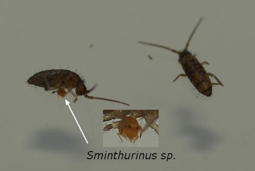 Sminthurinus sp.