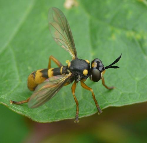 Leopoldius signatus