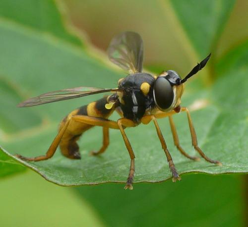 Leopoldius signatus