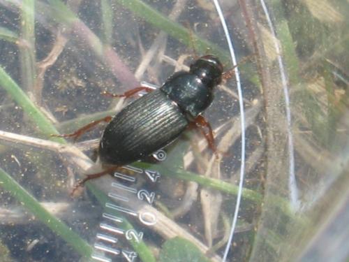 Harpalus sp.