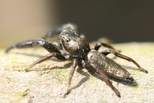 Mendoza canestrinii