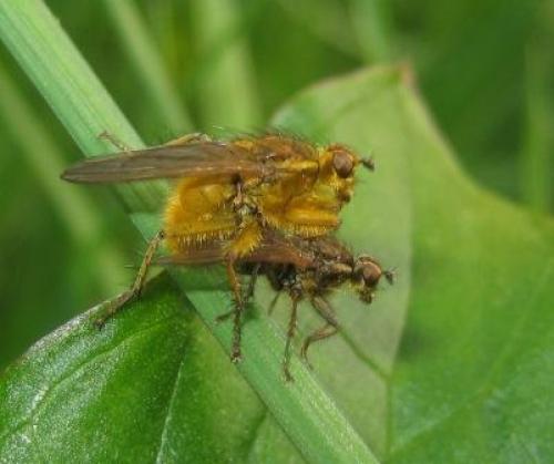 Scathophaga stercoraria