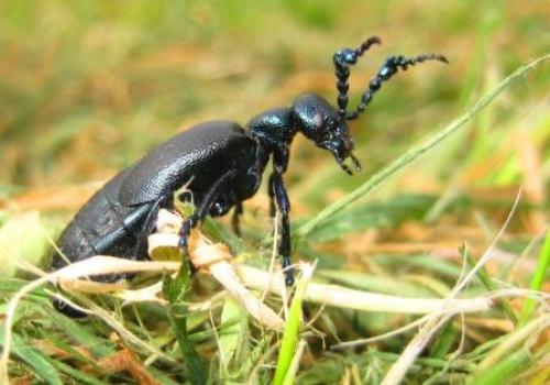Meloe proscarabaeus