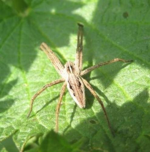 Pisaura mirabilis