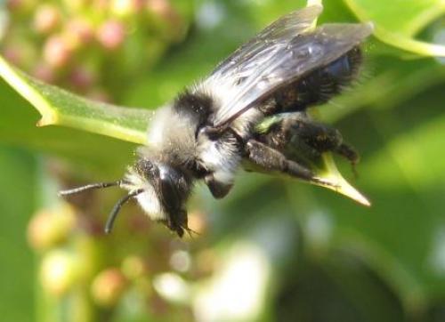 Andrena cineraria