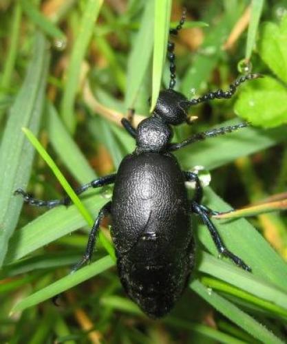 Meloe proscarabaeus