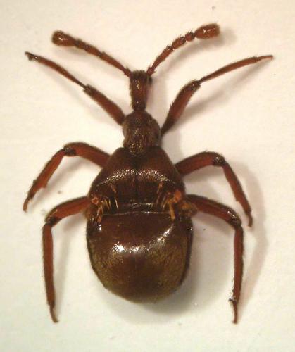 Réf. 43 003 : Claviger longicornis