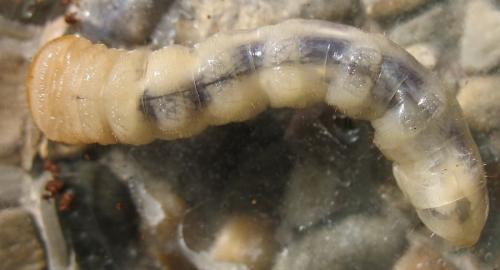 Cerambyx scopolii