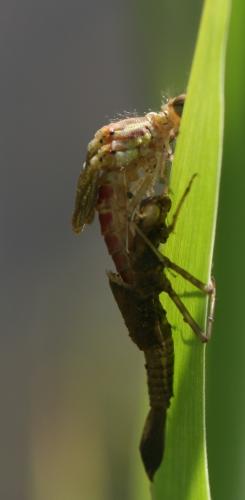 Pyrrhosoma nymphula