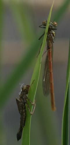 Pyrrhosoma nymphula