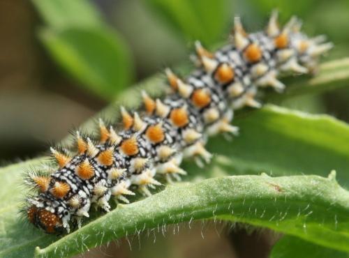 Melitaea didyma