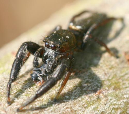 Mendoza canestrinii