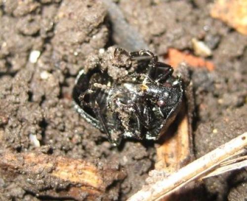 Phosphuga atrata