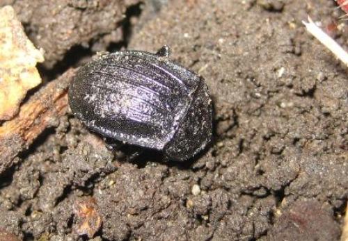 Phosphuga atrata