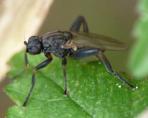 Sphaerocera curvipes