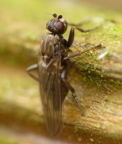 Copromyza sp.