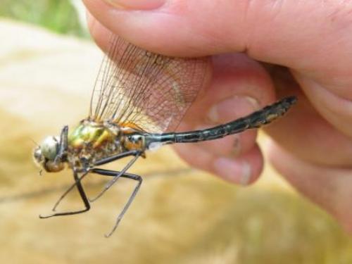 Cordulia aenea