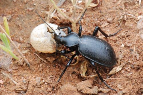 Carabus asperatus