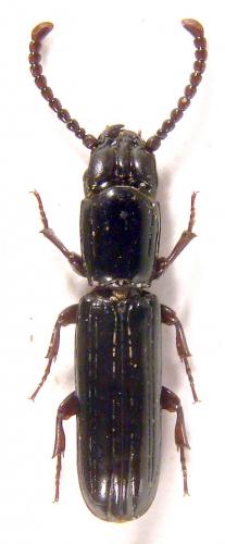 Réf. 43 070 : Passandra gemellipara