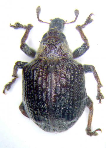 Omophorus sp.