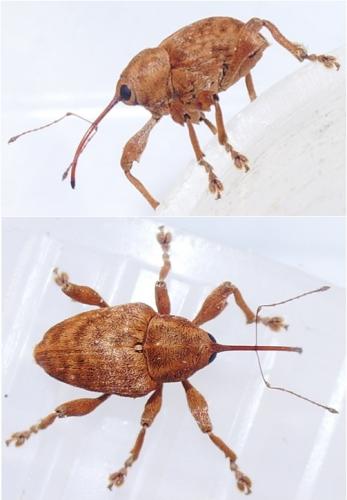 Réf. 43 801 : Curculio pellitus