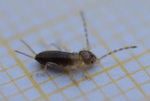 Forficula sp.