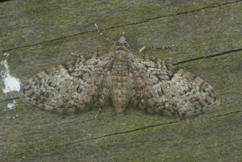 Eupithecia sp.
