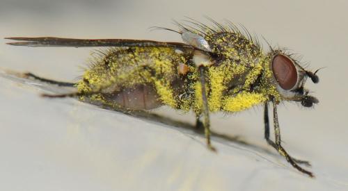 Réf. 43 048 : Egle ciliata