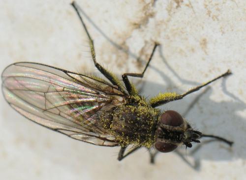 Egle ciliata