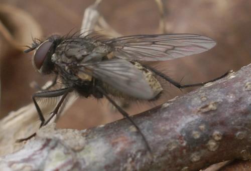 Réf. 43 228 : Helina evecta