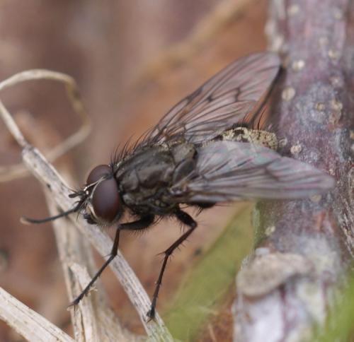 Réf. 43 227 : Helina evecta