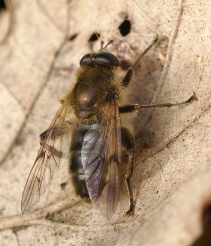 Brachypalpus valgus