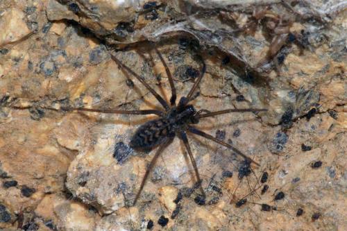 Tegenaria sp.