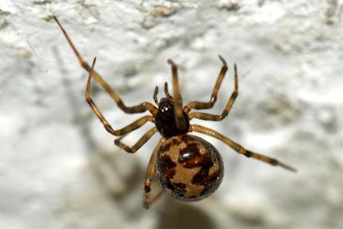Réf. 43 943 : Steatoda triangulosa
