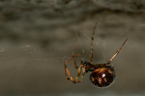 Steatoda triangulosa