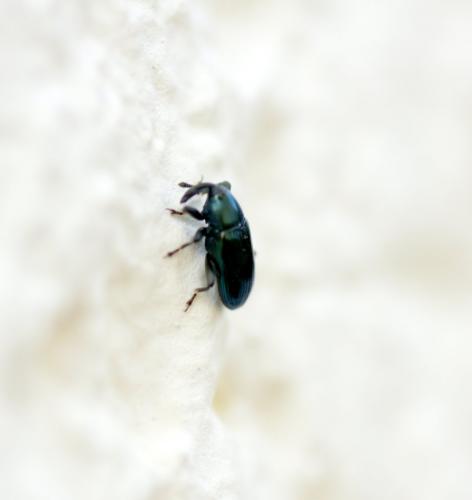 Aulacobaris coerulescens
