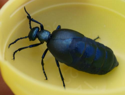 Réf. 43 510 : Meloe violaceus