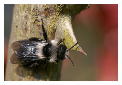 Andrena cineraria